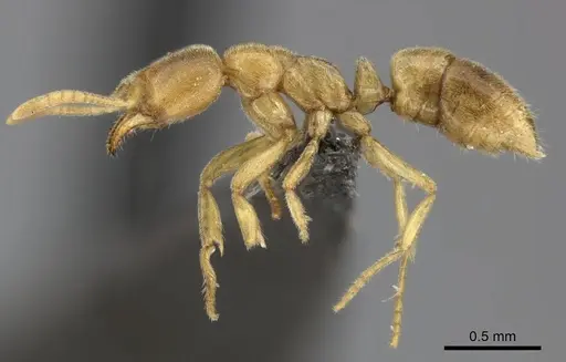 Fisheropone ambigua specimen