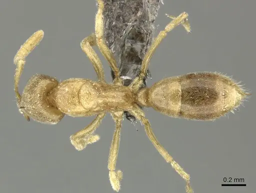 Fisheropone ambigua - CASENT0235965