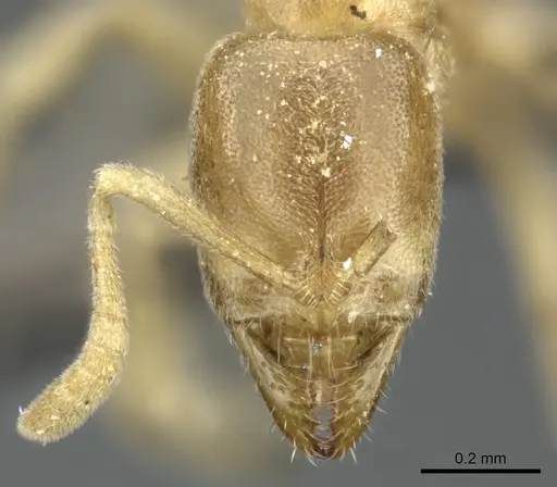 Fisheropone ambigua - CASENT0235965