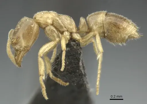 Fisheropone ambigua - CASENT0235965