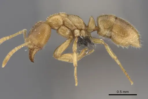 Fisheropone ambigua - CASENT0250464