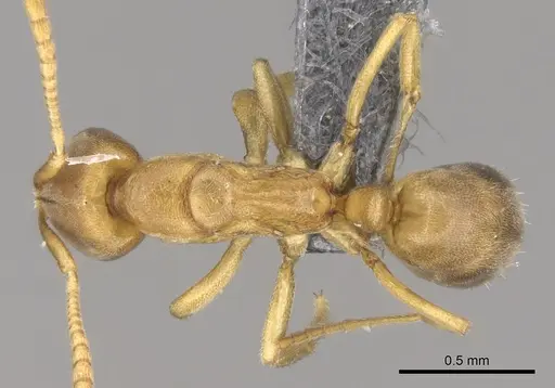 Fisheropone ambigua - CASENT0289205