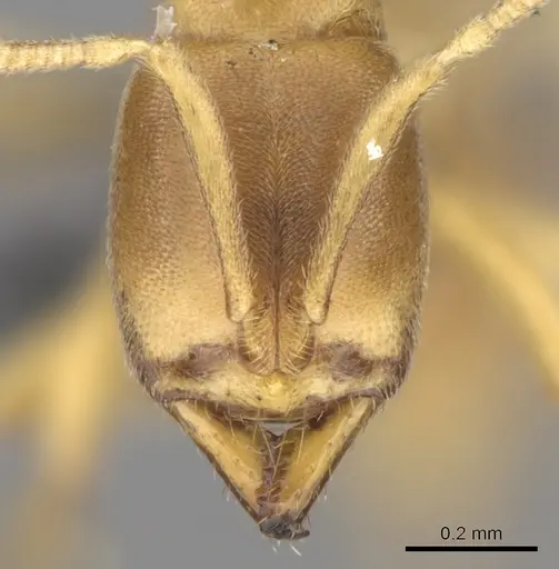 Fisheropone ambigua - CASENT0289205