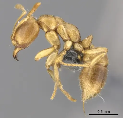 Fisheropone ambigua - CASENT0289205