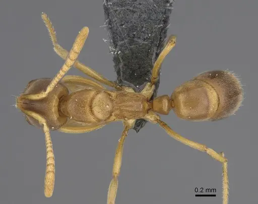 Fisheropone ambigua - CASENT0290558