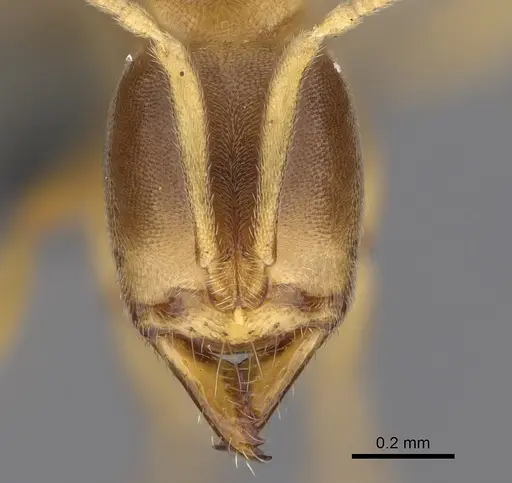 Fisheropone ambigua - CASENT0290558