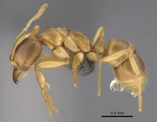 Fisheropone ambigua - CASENT0290558