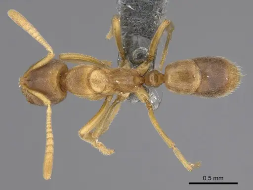 Fisheropone ambigua - CASENT0295217