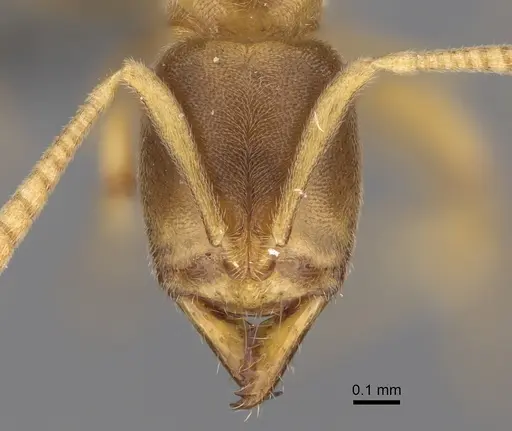 Fisheropone ambigua - CASENT0295217