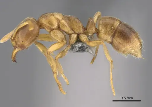 Fisheropone ambigua - CASENT0295217