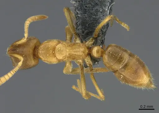 Fisheropone ambigua - CASENT0774577