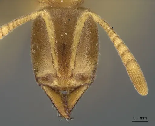 Fisheropone ambigua - CASENT0774577