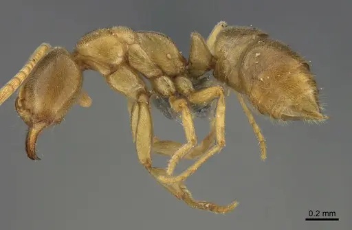 Fisheropone ambigua - CASENT0774577