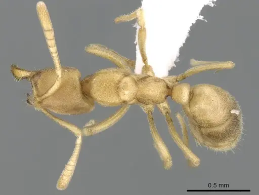 Fisheropone ambigua - CASENT0906209