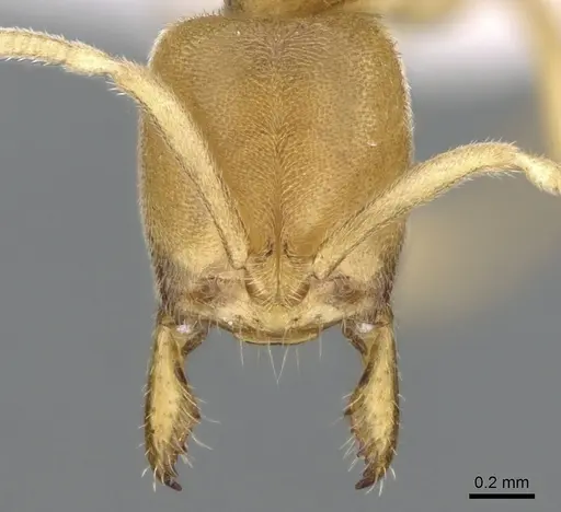 Fisheropone ambigua - CASENT0906209