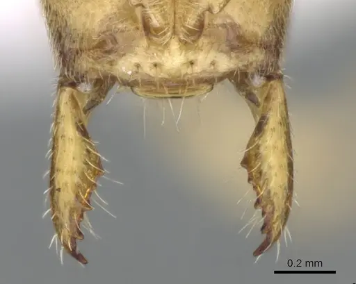 Fisheropone ambigua - CASENT0906209