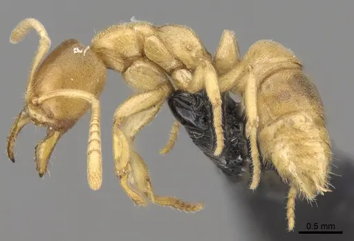 Fisheropone ambigua - CASENT0906209