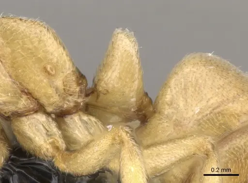 Fisheropone ambigua - CASENT0906209