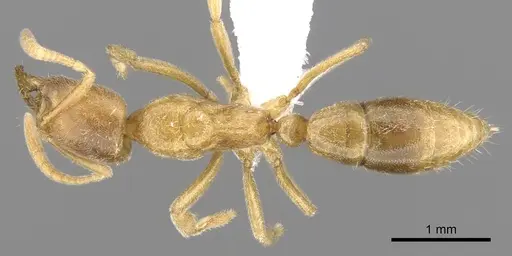 Fisheropone ambigua - CASENT0906215