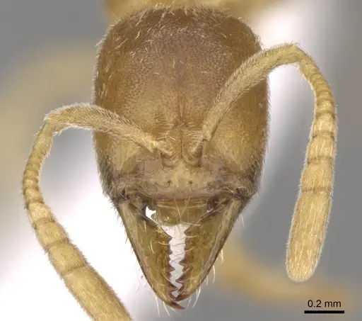 Fisheropone ambigua - CASENT0906215