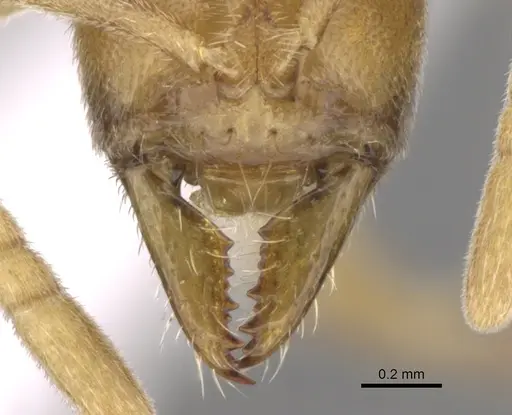 Fisheropone ambigua - CASENT0906215