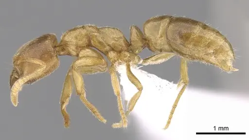 Fisheropone ambigua - CASENT0906215