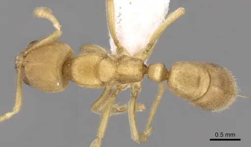 Fisheropone ambigua - CASENT0906216