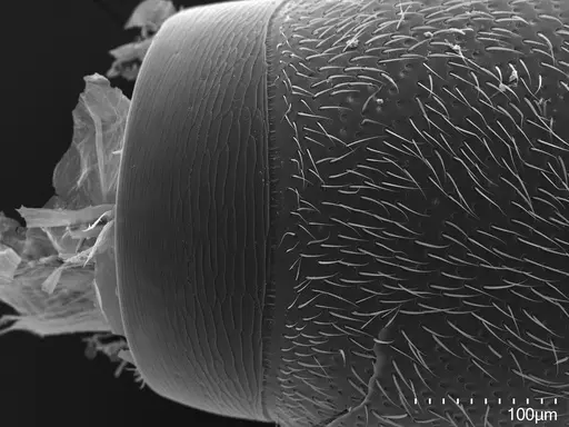 Fisheropone ambigua - CASENT0906216