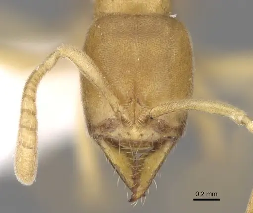 Fisheropone ambigua - CASENT0906216