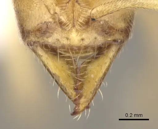 Fisheropone ambigua - CASENT0906216