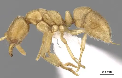 Fisheropone ambigua - CASENT0906216