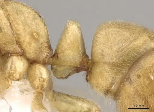 Fisheropone ambigua - CASENT0906216