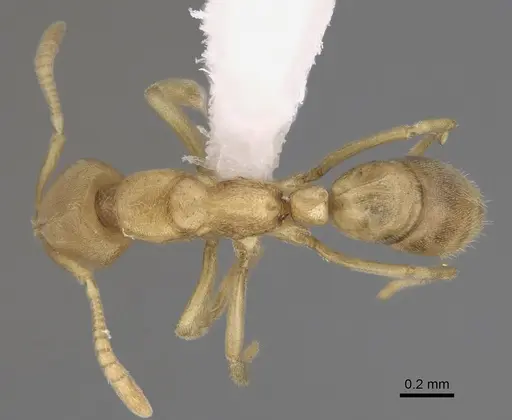 Fisheropone ambigua - CASENT0923385