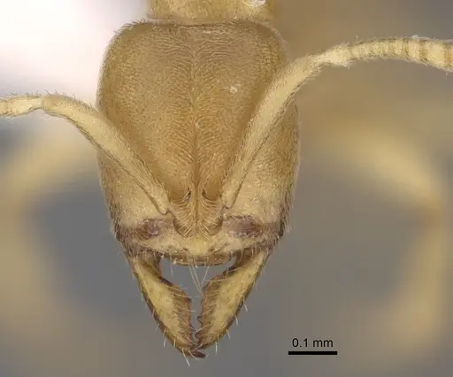 Fisheropone ambigua - CASENT0923385