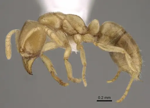 Fisheropone ambigua - CASENT0923385