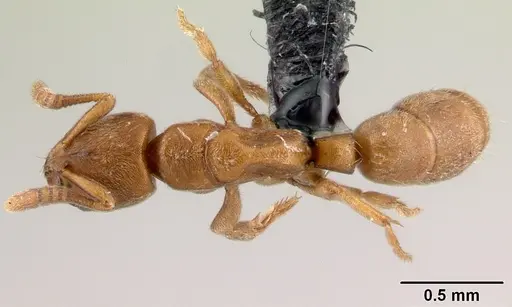 Fisheropone hartwigi specimen