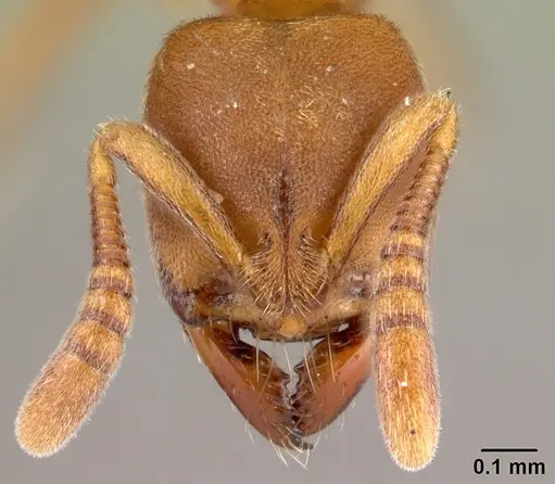 Fisheropone hartwigi specimen