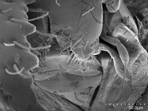 Fisheropone hartwigi specimen