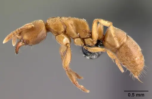 Fisheropone hartwigi - CASENT0217039