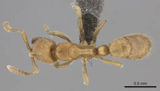 Fisheropone hartwigi - CASENT0235879