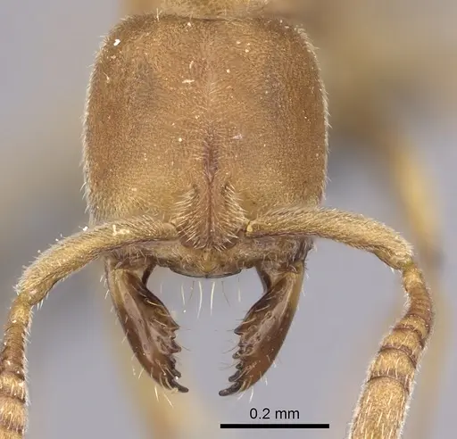 Fisheropone hartwigi - CASENT0235879