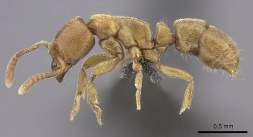 Fisheropone hartwigi - CASENT0235879