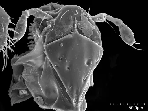 Fisheropone hartwigi - CASENT0251956