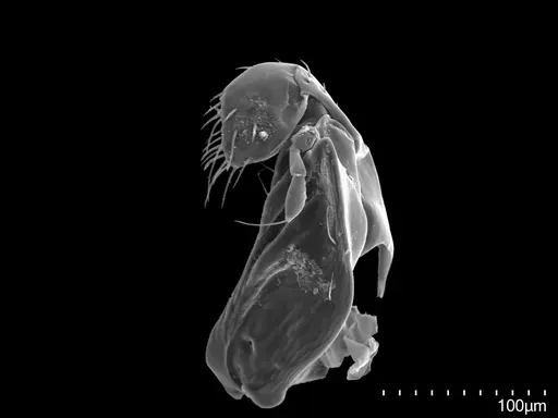 Fisheropone hartwigi - CASENT0251956