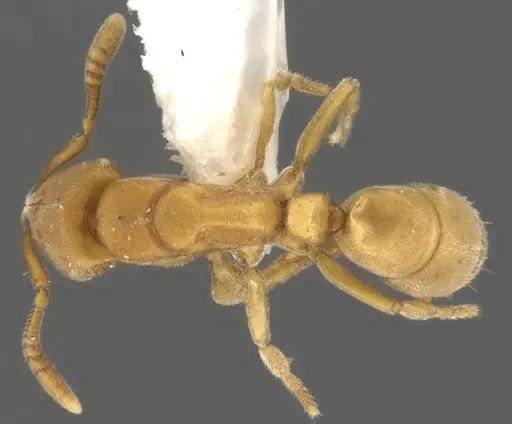 Fisheropone hartwigi - CASENT0900371