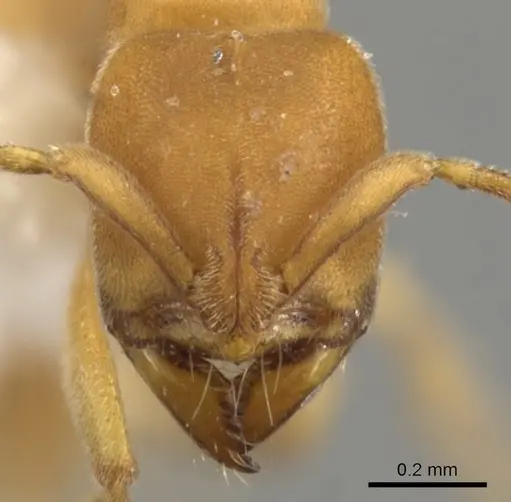 Fisheropone hartwigi - CASENT0900371