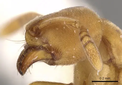 Fisheropone hartwigi - CASENT0900371