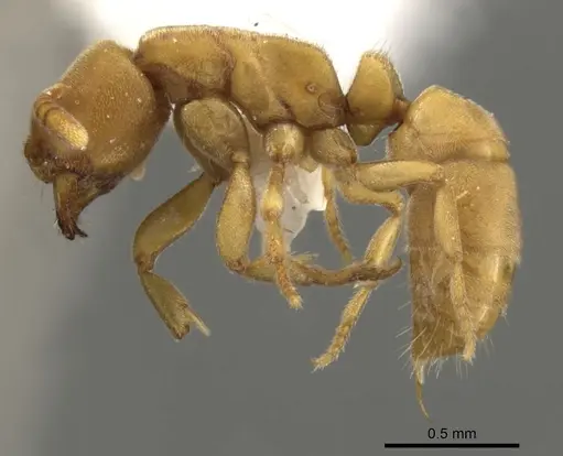 Fisheropone hartwigi - CASENT0900371