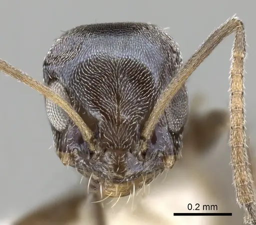 Forelius albiventris specimen