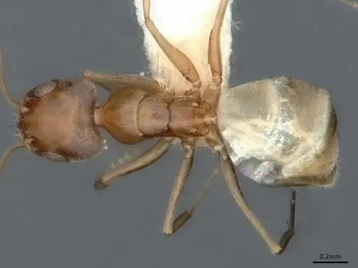 Forelius albiventris - CASENT0841236